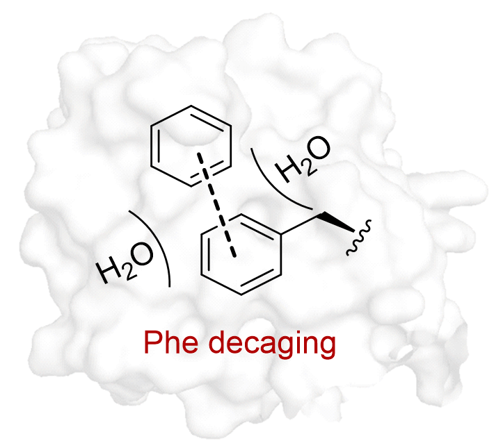Unmasking phenylalanine interactions through bioorthogonal decaging