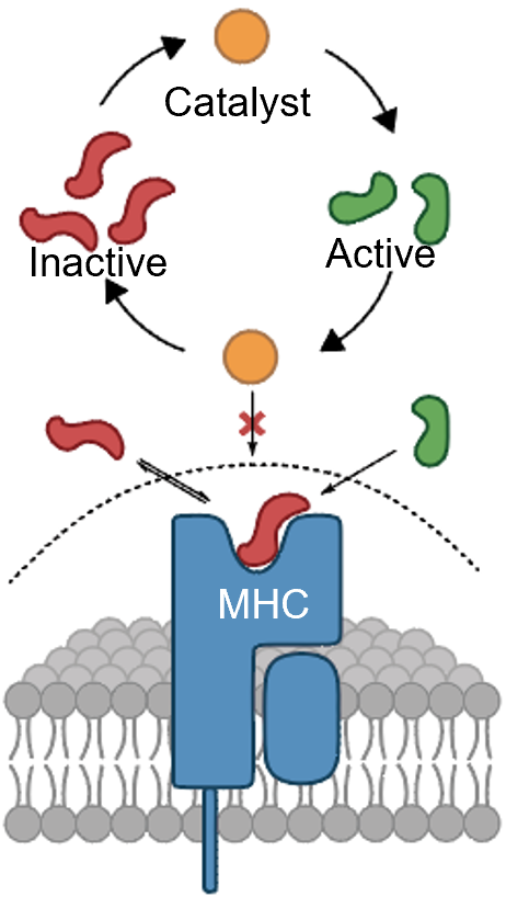 Palladium-triggered bioorthogonal phenylalanine decaging