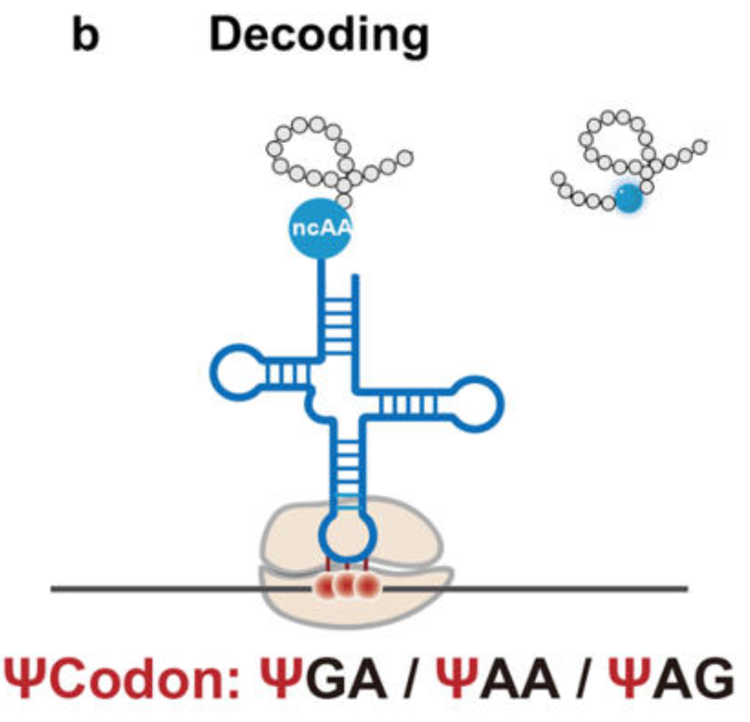 Author Correction: RNA codon expansion via programmable pseudouridine editing and decoding